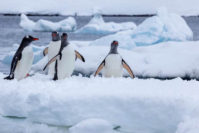 Penguins ©Poseidon Expeditions, Piet Van Den Bemd.jpg